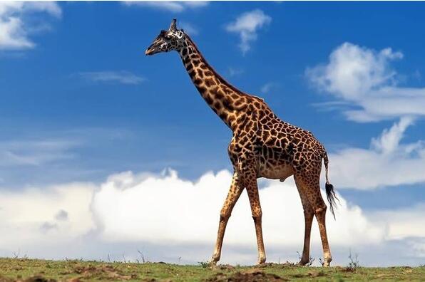 世界上最高的动物,长颈鹿(身高8米/睡觉只睡2小时)