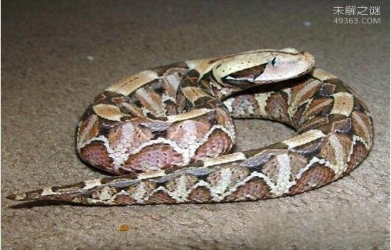 世界上毒牙最长的蛇，加蓬咝蝰咬住不松口