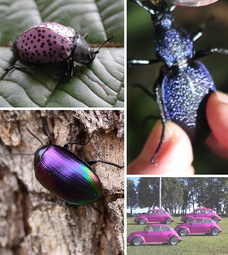 十种奇特紫色动物：紫色海蜗牛雌雄同体