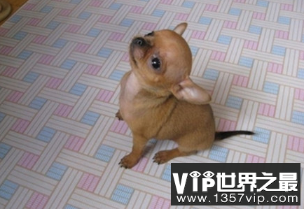 世界最小的狗十大排名