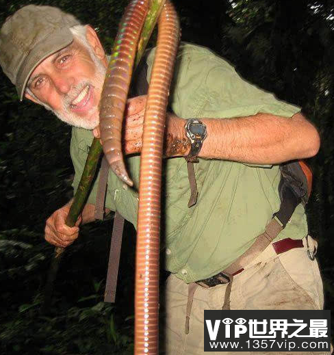 世界上最长的蚯蚓和蛇没有什么不同