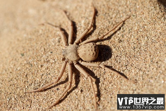 最毒蜘蛛排行榜 世界上最毒的十大蜘蛛