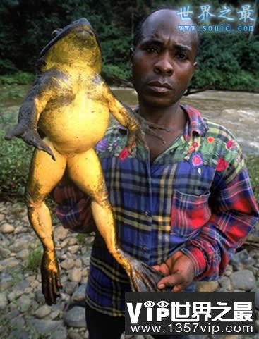 世界上最大的青蛙，非洲巨蛙(体长1米)(www.1357vip.com)