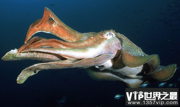 深海巨型乌贼，长相怪异的大王乌贼(体长达20米)