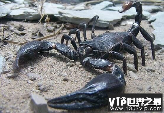 世界上最大的蝎子：真帝王蝎，体长0.4米(成年人手掌的2倍)
