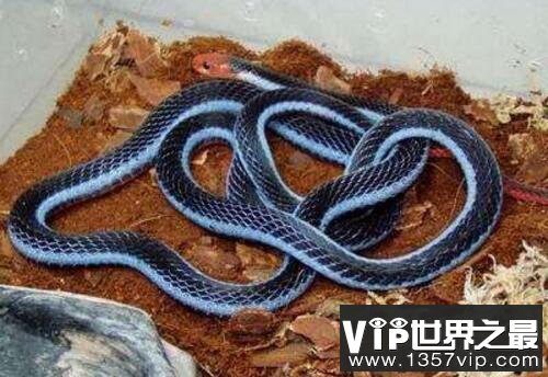 世界上最罕见的蛇：蓝蛇，绿树蟒与森王蛇争相斗艳