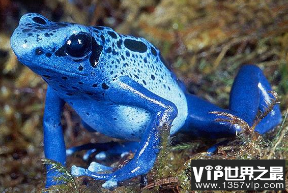 钴蓝箭毒蛙,身上的颜色也是五彩斑斓(一碰即死)