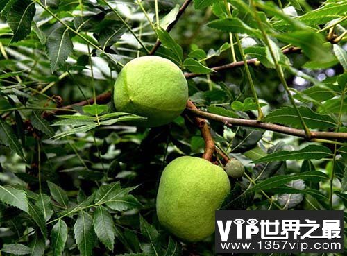 中国特有珍稀树种文冠果：具有工业和营养等多种通途?