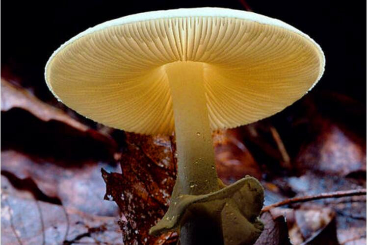 世界毒性最大最强的蘑菇，死亡天使蘑菇(毒素可致人死亡)