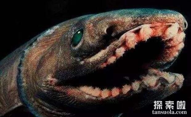 皱鳃鲨真实图片