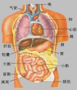 人体最大的器官是什么？皮肤(占总重量的15%)
