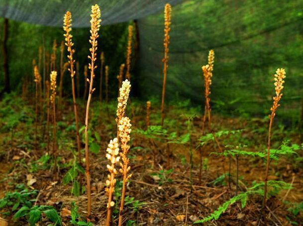 野生天麻植物生长图片图片