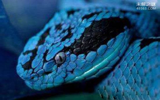 最为罕见的蛇,蓝蛇 通体蓝色的蛇(变异蓝化)