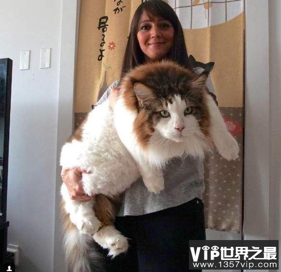 世界上最大的猫:纽约巨猫samson,体长1.22米(巨型大猫)
