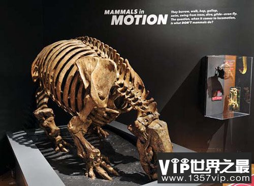 大地懒 大地懒