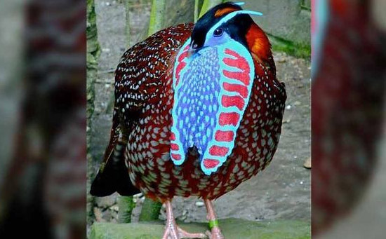 世界十大濒危鸟类图片