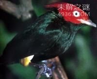 最不可思议的动物性行为:动物同性恋和双性恋
