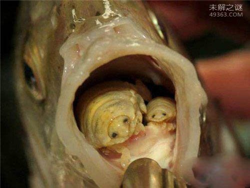 缩头鱼虱能食用?世界上最奇怪的动物