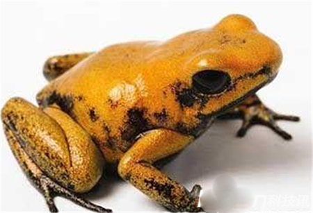 揭秘动物界最恐怖生物金毒镖蛙之谜?