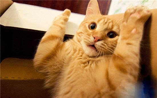 黄油猫悖论让反地心引力成立了,这实验好玩了？