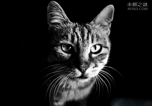 黄油猫悖论让反地心引力成立了,这实验好玩了？