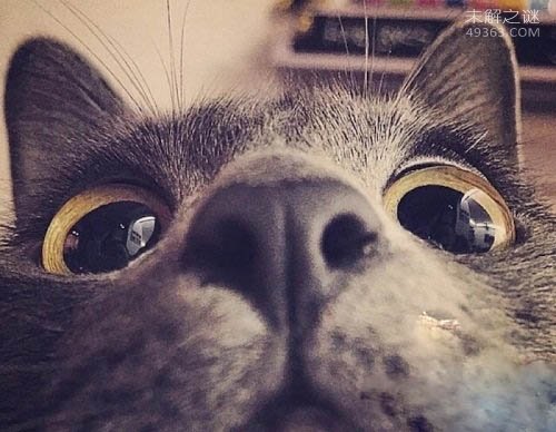 黄油猫悖论让反地心引力成立了,这实验好玩了？