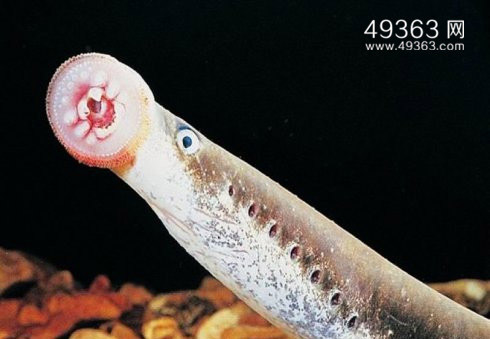 七鳃鳗咬人吸血图片