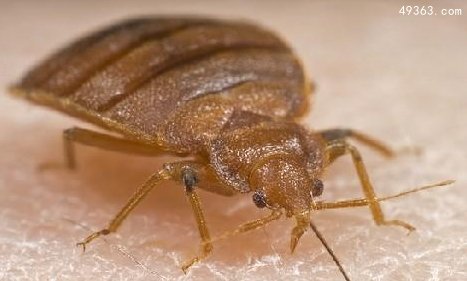 10大可怕“吸血鬼” ：七鳃鳗嘴巴似圆锯