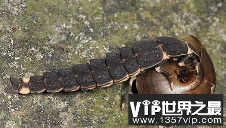 萤火虫吃蜗牛是真的吗？萤火虫是如何猎食蜗牛的？