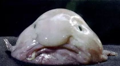水滴鱼