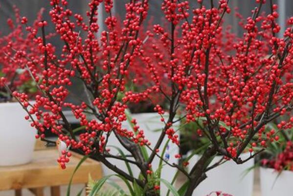 常见的十大室内观果植物：火棘、乳茄均榜上有名