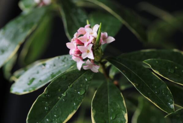 冬季开花的植物排行榜前十名：梅花、垂筒花位列前两名