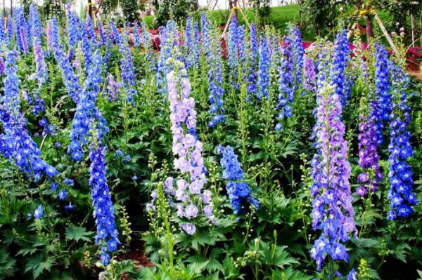 冬季开花的植物排行榜前十名：梅花、垂筒花位列前两名
