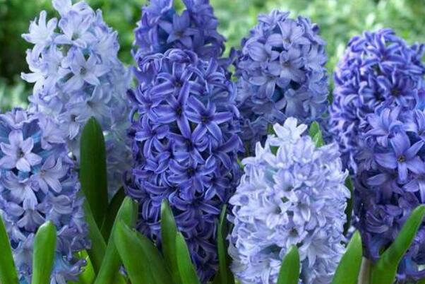 冬季开花的植物排行榜前十名：梅花、垂筒花位列前两名