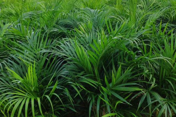 卧室飘窗适合养什么花？适合放在卧室飘窗的植物