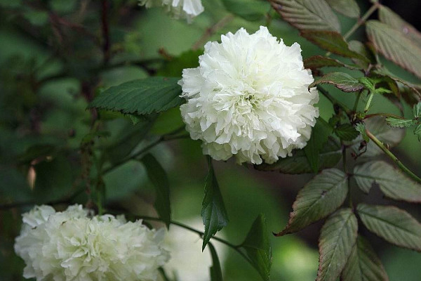 十大不吉利花排行榜：昙花上榜，彼岸花居榜首