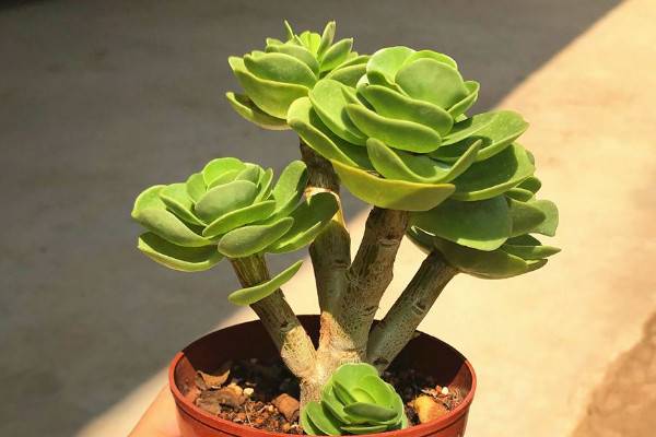 防辐射最强的7种植物：防辐射植物哪个最好？