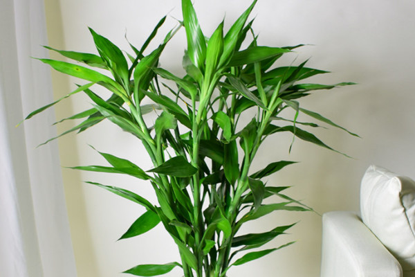 阳台养十种花最好旺财：阳台放什么植物最旺财？