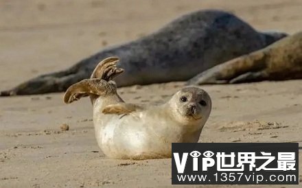 为什么南极的科学家要扇海豹耳光？
