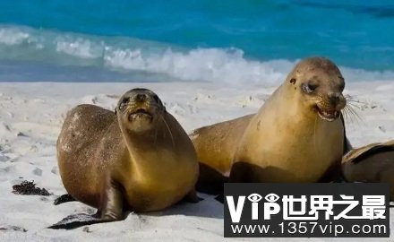 为什么南极的科学家要扇海豹耳光？