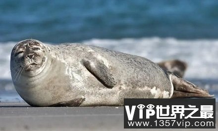 为什么南极的科学家要扇海豹耳光？