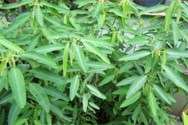 世界十大最神奇的植物大全，食人花排第一名