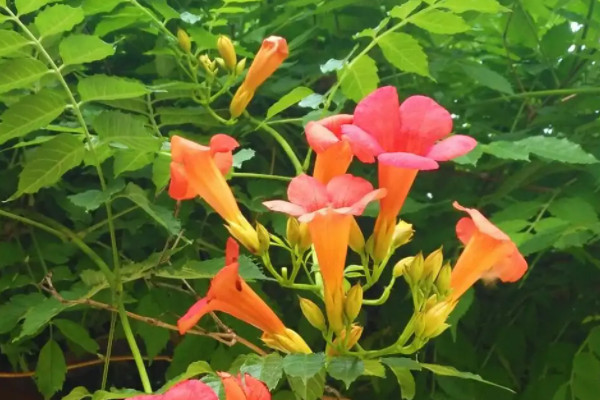 十大最香爬藤的花：紫藤花和红婵花位列榜首