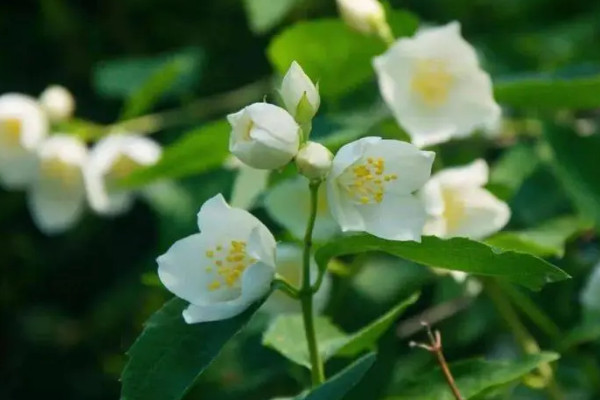茉莉花