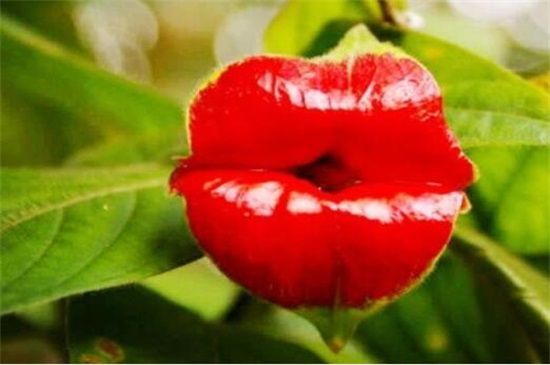 嘴唇花 嘴唇花