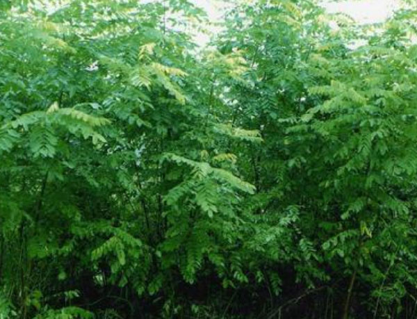 十大生长速度最快的树木排名，法国梧桐上榜