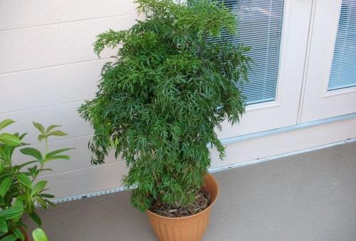 十大寓意吉利的花草