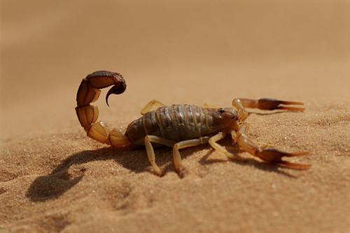 肥尾蝎