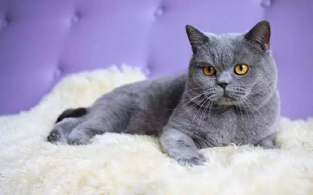世界十大最温顺的猫——英国短毛猫
