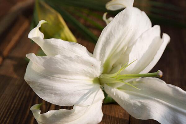 百合花